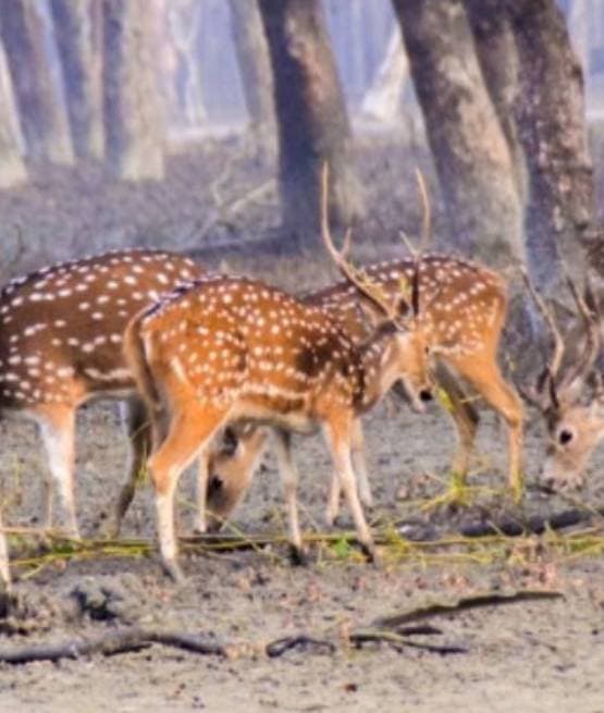 2021 - Sundarban Trip